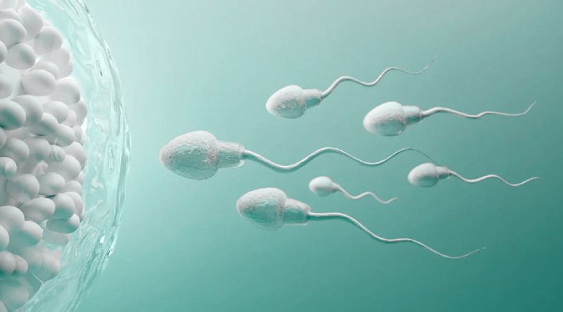 Can Lube Affect Sperm Health Or Fertility? Royal Intimacy Can Lube Affect Sperm Health Or Fertility? Royal Intimacy